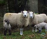 Sheep and lambs 9R12D-26